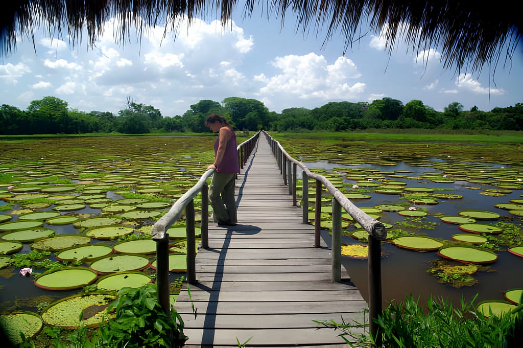 The Pantanal