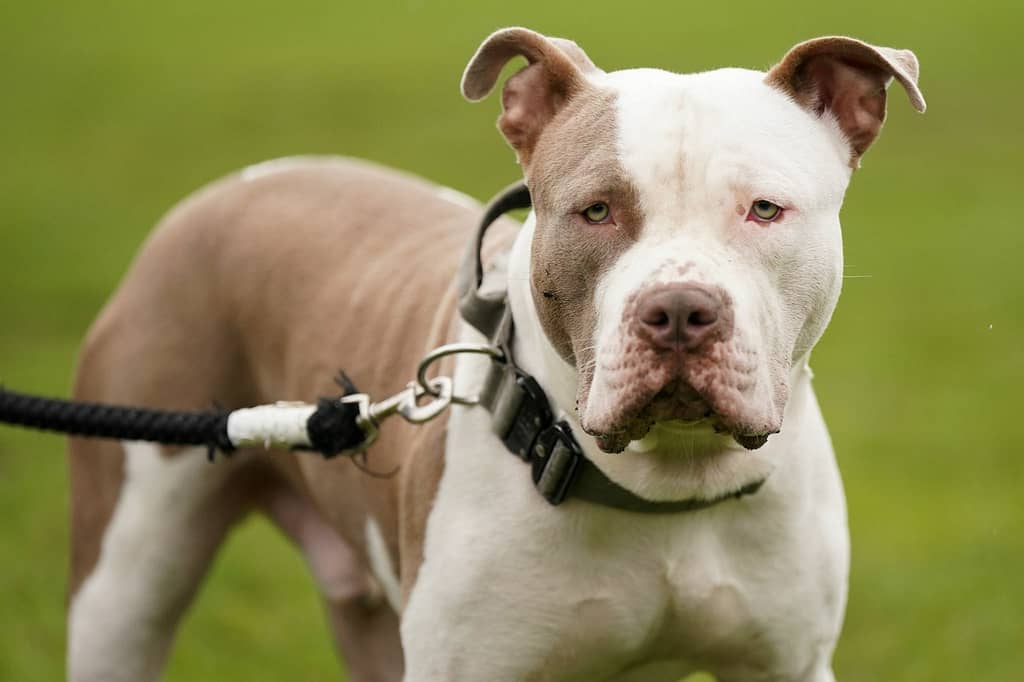 American XL Bully 