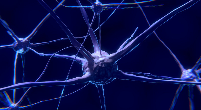 Math Neurons found in Human Brain