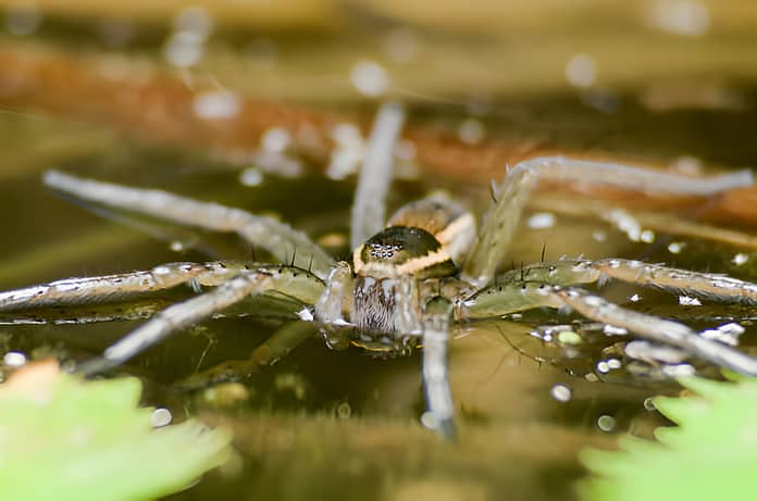 Diving Bell Spider