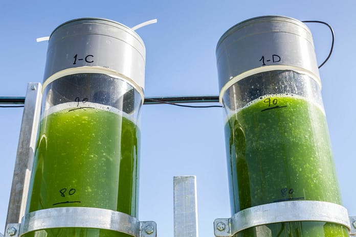 Two bioreactors filled with green algae fixing CO2 to help reduce climate change, Arcos de la Frontera, Cadiz, Costa de la Luz, Andalusia, Spain.