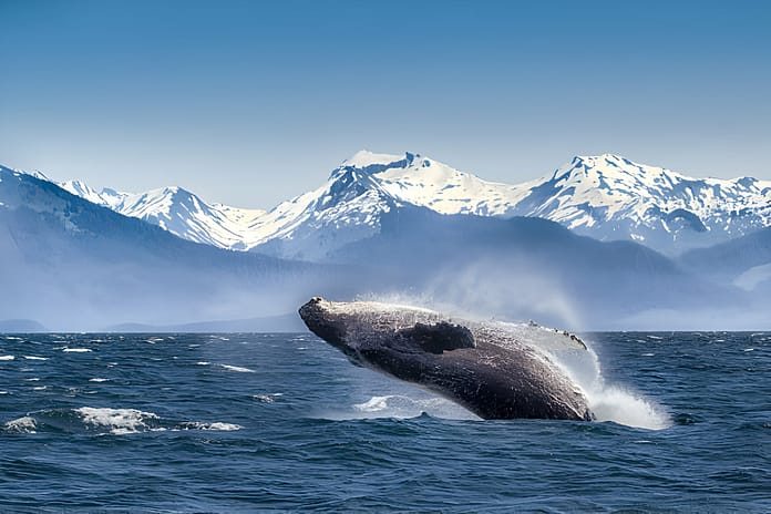 Glacier Bay