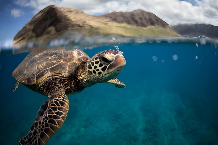 The Great Barrier Reef